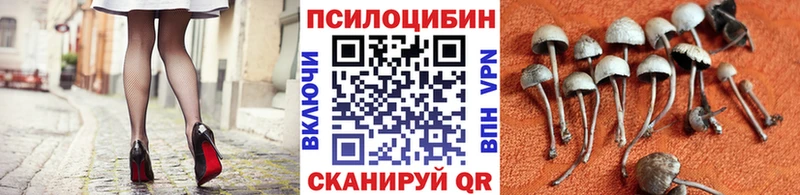 купить наркоту  Грайворон  Галлюциногенные грибы мицелий 